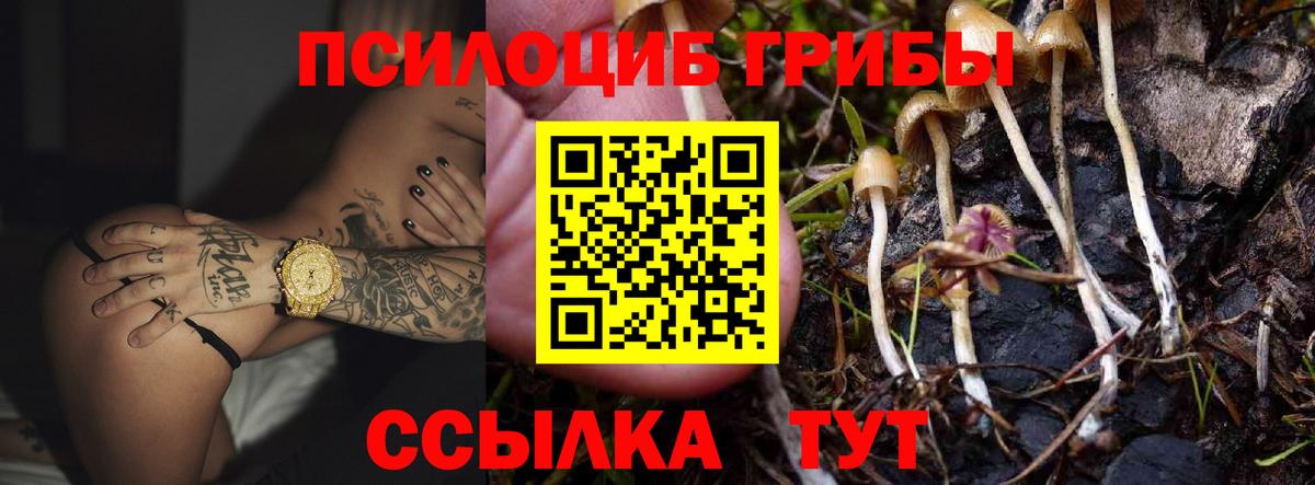 Галлюциногенные грибы Psilocybine cubensis Прохладный